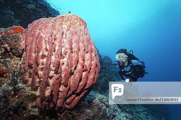 Taucher betrachtet Riesenfasschwamm (Xestospongia muta)  Großes Barriereriff  Queensland  Cairns  Pazifischer Ozean  Australien  Ozeanien