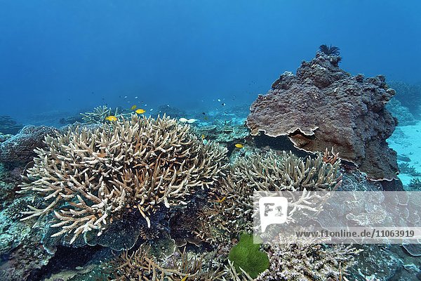 Kleines Steinkorallenriff mit Alge mit gelben kleinen Zitronen-Demoisellen (Pomacentrus moluccensis)  Großes Barriereriff  Great Barrier Reef  Queensland  Cairns  Pazifischer Ozean  Australien  Ozeanien