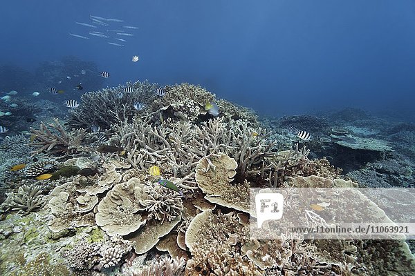 Steinkorallen  Riff mit verschiedenen Fischarten  Großes Barriereriff  Great Barrier Reef  Queensland  Cairns  Pazifischer Ozean  Australien  Ozeanien