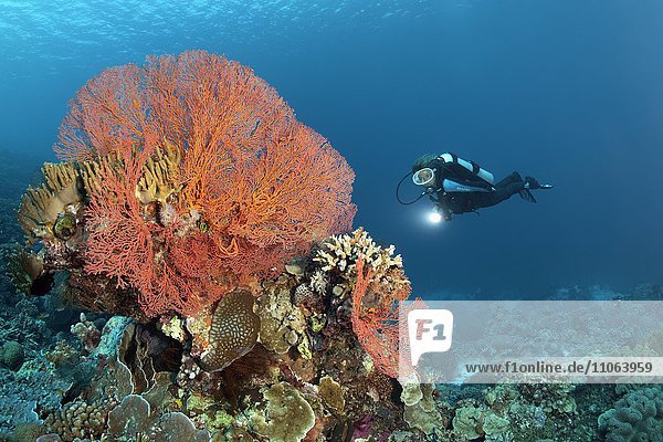 Taucher betrachtet Korallenblock mit roter Gorgonie (Melithaea ochracea) und verschiedenen Korallen  Fischen und niederen Tieren  Wakatobi Island  Tukangbesi Archipel  Wakatobi National Park  Banda See  Südost-Sulawesi  Indonesien  Asien