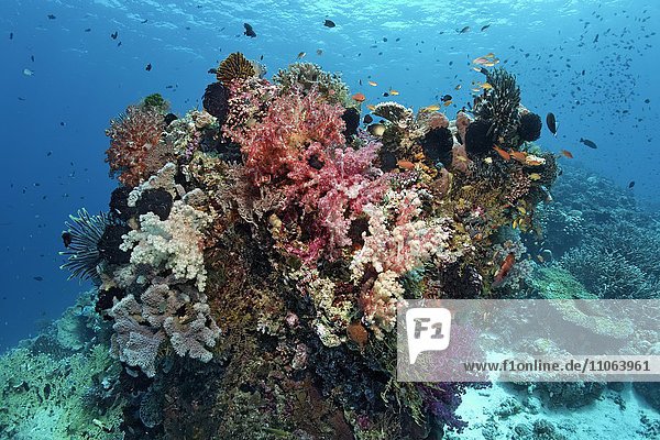 Korallenblock mit vielen verschiedenen Korallen  Fischen und niederen Tieren  Wakatobi Island  Tukangbesi Archipel  Wakatobi National Park  Banda See  Südost-Sulawesi  Indonesien  Asien
