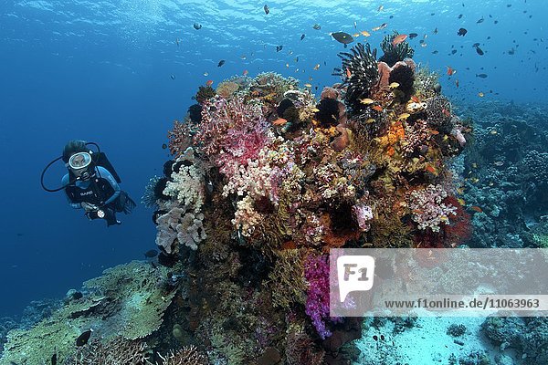 Taucher betrachtet Korallenblock mit vielen verschiedenen Korallen  Fischen und niederen Tieren  Wakatobi Island  Tukangbesi Archipel  Wakatobi National Park  Banda See  Südost-Sulawesi  Indonesien  Asien