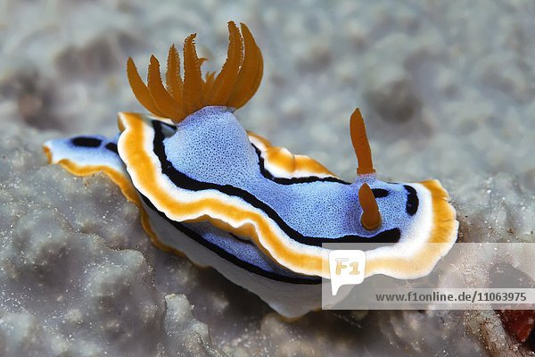 Sea slug, nudibranch Chromodoris annae , Wakatobi Island, Tukang Besi ...