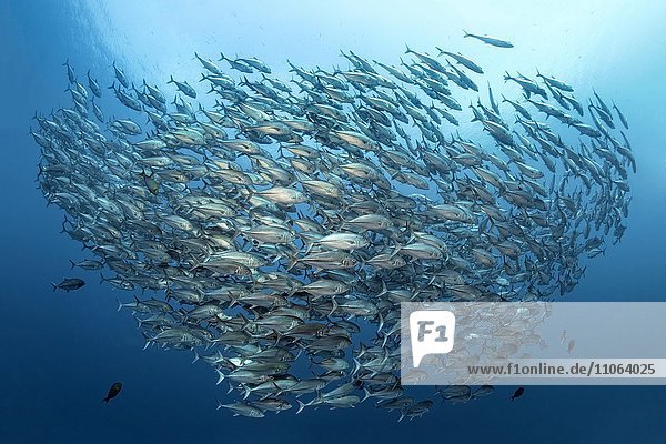 Großer Schwarm Großaugen-Makrelen (Caranx sexfasciatus) schwimmt im offenen Meer  Wakatobi Island  Tukangbesi-Archipel  Nationalpark Wakatobi  UNESCO-Weltnaturerbe  Bandasee  Südost-Sulawesi  Indonesien  Asien