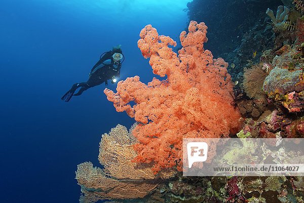 Taucher betrachtet riesige Weichkoralle (Dendronepthya sp.) an Riffabfall  Wakatobi Island  Tukangbesi-Archipel  Nationalpark Wakatobi  UNESCO-Weltnaturerbe  Bandasee  Südost-Sulawesi  Indonesien  Asien