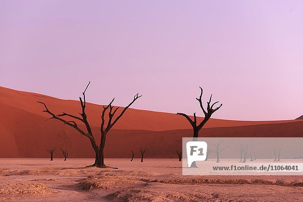 Deadvlei im Abendlicht  abgestorbene Kameldornbäume (Acacia erioloba)  Sossusvlei  Namib-Naukluft-Nationalpark  Namib-Wüste  Namibia  Afrika