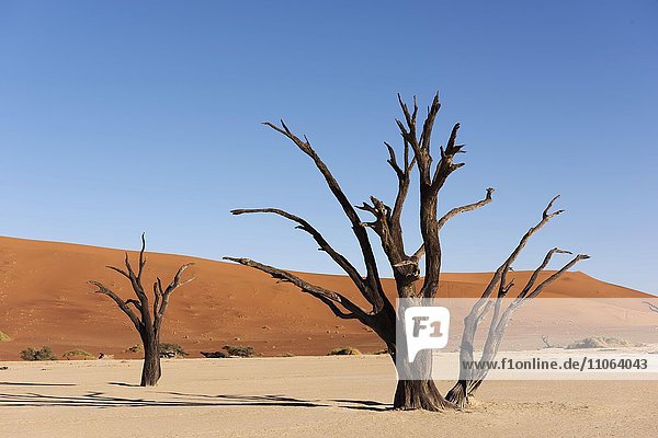 Deadvlei  abgestorbene Kameldornbäume (Acacia erioloba)  Namib-Naukluft-Nationalparks  Namib-Wüste  Namibia  Afrika
