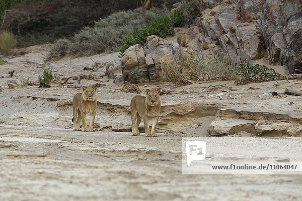 Wüstenlöwen (Panthera leo) am Hoanib Trockenfluss  junge Männchen  Kaokoveld  Region Kunene  Namibia  Afrika