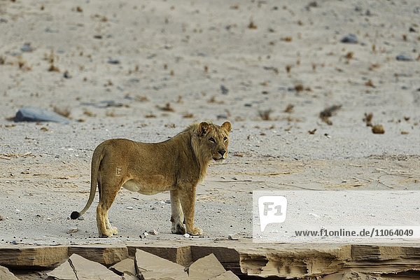 Wüstenlöwe (Panthera leo) am Hoanib Trockenfluss  junges Männchen  Kaokoveld  Region Kunene  Namibia  Afrika