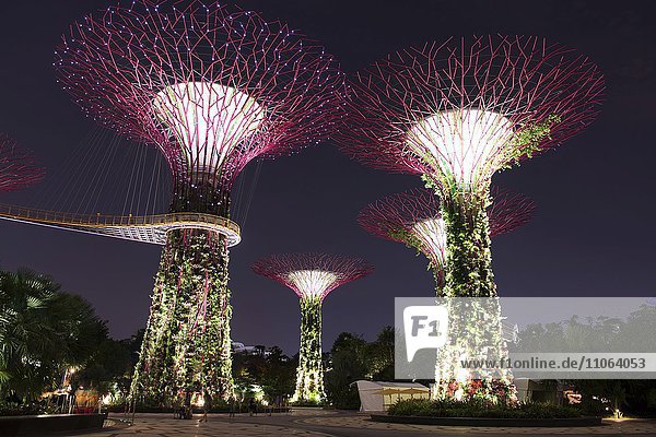 Supertree Grove bei Nacht  Gardens by the Bay  Singapur  Asien