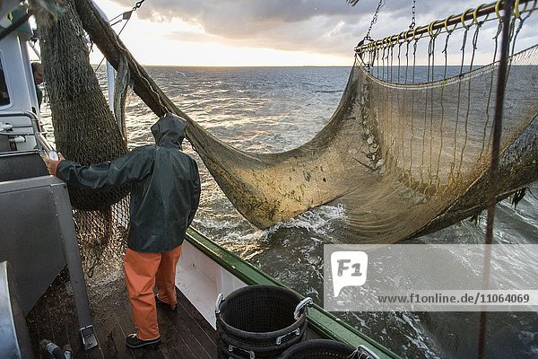 Fangfahrt eines Krabbenkutters auf Nordsee vor Büsum  Nordsee  Dithmarschen  Schleswig-Holstein  Deutschland  Europa
