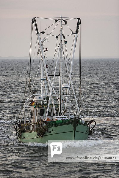 Fangfahrt eines Krabbenkutters auf Nordsee vor Büsum  Dithmarschen  Schleswig-Holstein  Deutschland  Europa
