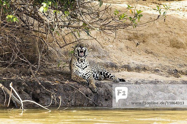 Jaguar (Panthera onca)  gähnend  am Flussufer liegend  Pantanal  Brasilien  Südamerika