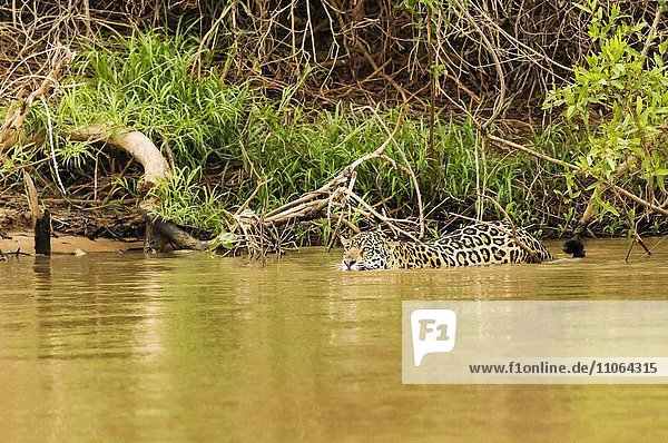 Jaguar (Panthera onca) in einem Fluss  Pantanal  Brasilien  Südamerika