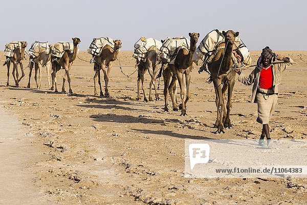Caravan  camels carrying salt from the salt mines of Dallol  Danakil Depression  Afar Triangle  Ethiopia  Africa