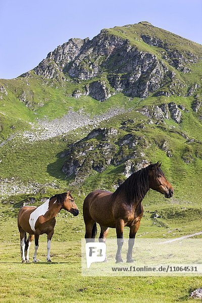 Noriker und Pinto  Brauner  Braunschecke  auf der Weide  Sintersbach Hochalm  Kitzbühler Alpen  Tirol  Österreich  Europa