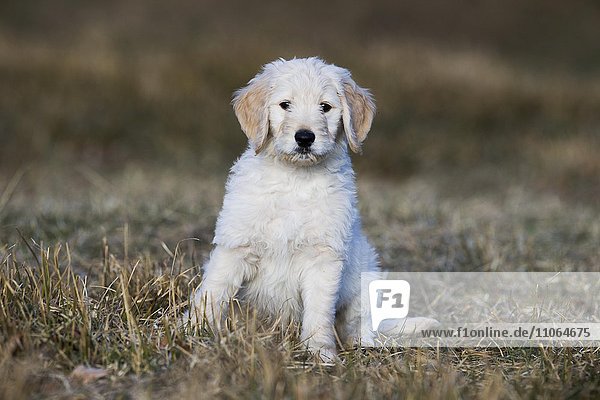 Goldendoodle sitzt auf der Wiese  Welpe  Hybridhund  Tirol  Österreich  Europa