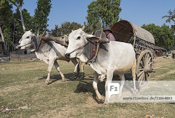 Bullock cart  oxcart in Mingun  Myanmar  Asia
