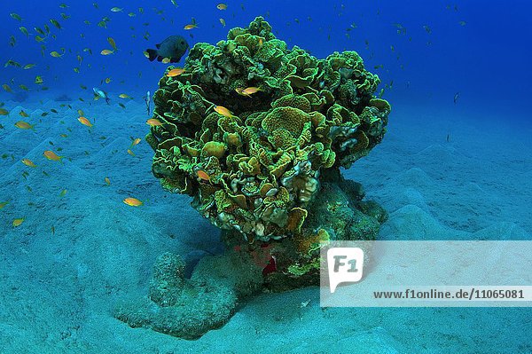 Einzelne Koralle auf einem sandigen Boden  Rotes Meer  Marsa Alam  Abu Dabab  Ägypten  Afrika