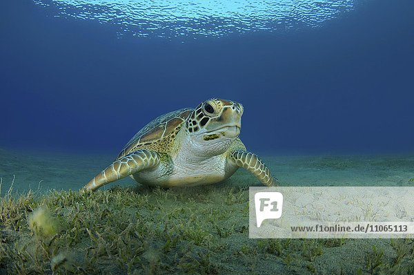 Grüne Meeresschildkröte oder Suppenschildkröte (Chelonia mydas) auf dem sandigen Meeresboden  Rotes Meer  Marsa Alam  Abu Dabab  Ägypten  Afrika