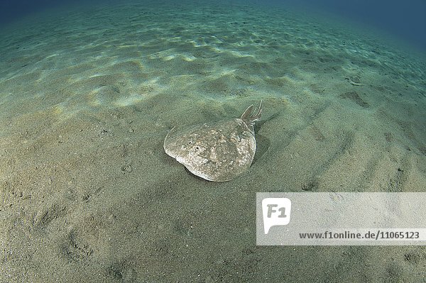 Bogenstirn-Zitterrochen (Torpedo Panthera) schwimmt über Sandboden  Rotes Meer  Marsa Alam  Abu Dabab  Ägypten  Afrika