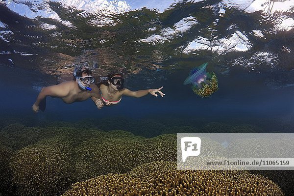 Schnorchler mit Kronenqualle oder Hutqualle (Cephea cephea)  Indischer Ozean  Malediven  Asien