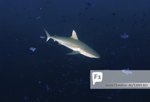 Grauer Riffhai (Carcharhinus amblyrhynchos)  Indischer Ozean  Malediven  Asien