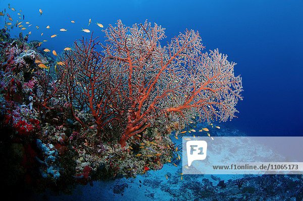 Siphonogorgia-Korallen (Siphonogorgia sp.)  Indischer Ozean  Malediven  Asien