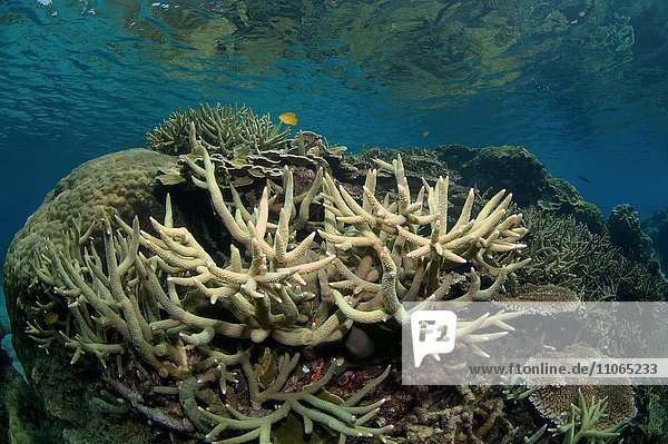 Korallen (Acropora Spa.)  Südchinesisches Meer  Pulau Redang Insel  Malaysia  Asien