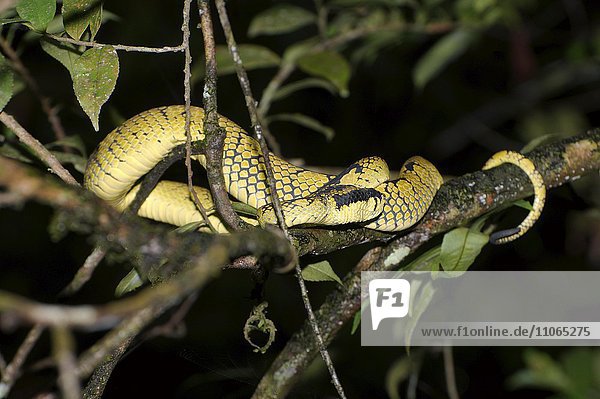Ceylon-Lanzenotter (Trimeresurus trigonocephalus)  auf Baumzweig  endemische Spezies in Sri Lanka  Sinharaja-Nationalpark  Sri Lanka  Asien