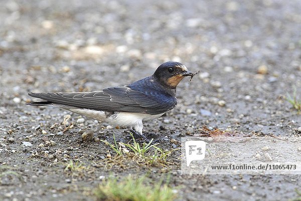 Barn Swallow (Hirundo rustica) collects nesting material  Apetlon  National Park Lake Neusiedl  Burgenland  Austria  Europe
