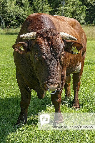 Brown and white spotted bull with nose ring in the pasture  bull  domestic cattle (Bos primigenius taurus)  Sachsenkam  Upper Bavaria  Bavaria  Germany  Europe