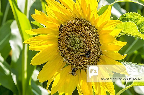Blüte einer Sonnenblume (Helianthus annuus) mit Bienen (Apis)  Bayern  Deutschland  Europa