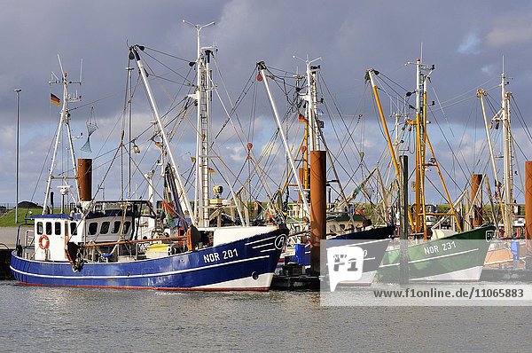 Krabbenkutter im Hafen von Norddeich  Nordsee  Niedersachsen  Deutschland  Europa