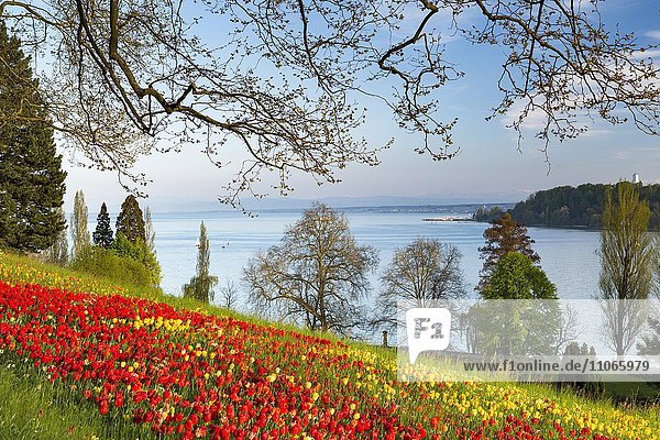 Tulpenblüte (Tulipa) mit Ausblick auf den Bodensee  Insel Mainau  Baden-Württemberg  Deutschland  Europa