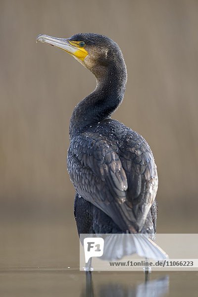 Kormoran (Phalacrocorax carbo)  Jungvogel vom Vorjahr steht im seichten Wasser  Kiskunság Nationalpark  Ungarn  Europa