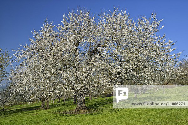 Streuobstwiese mit blühenden Kirschbäumen  Biosphärengebiet Schwäbische Alb  Baden-Württemberg  Deutschland  Europa