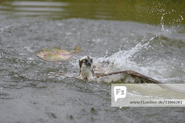 Fischadler (Pandion haliaetus)  auf dem Wasser liegend nach missglückter Jagd auf eine Regenbogenforelle (Oncorhynchus mykiss)  Fisch springt über Adler  bei Tampere  Westfinnland  Finnland  Europa
