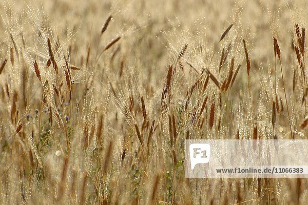 Weizenfeld  Weizen im Morgentau (Triticum)  Sault  Vaucluse  Provence-Alpes-Côte d'Azur  Frankreich  Europa