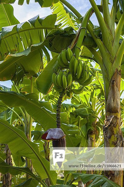 Bananenstaude mit Bananen  Riviera Maya  Quintana Roo  Mexiko  Nordamerika