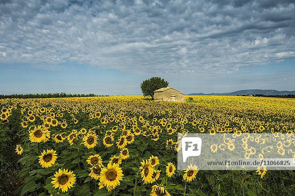 Blühendes Sonnenblumenfeld (Helianthus)  Plateau de Valensole  bei Valensole  Provence-Alpes-Côte d'Azur  Frankreich  Europa