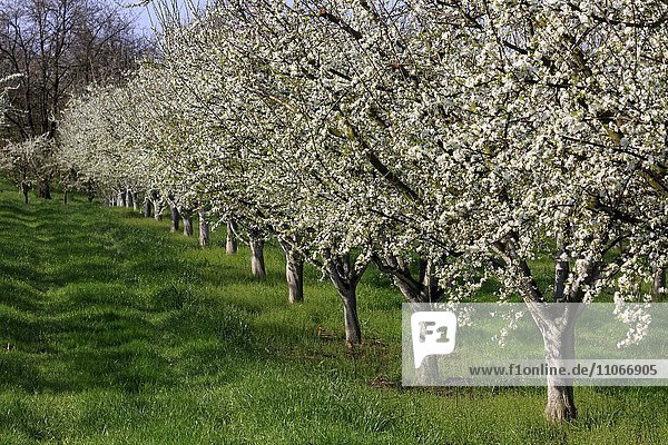 Blühende Kirschbäume im Frühling  Obstplantage  Ortenau  Nordschwarzwald  Baden-Württemberg  Deutschland  Europa