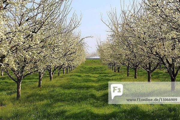 Blühende Kirschbäume im Frühling  Obstplantage  Ortenau  Nordschwarzwald  Baden-Württemberg  Deutschland  Europa