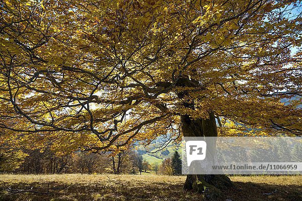 Herbstlich gefärbte Buche (Fagus sylvatica)  bei Schönau  Schwarzwald  Baden-Württemberg  Deutschland  Europa