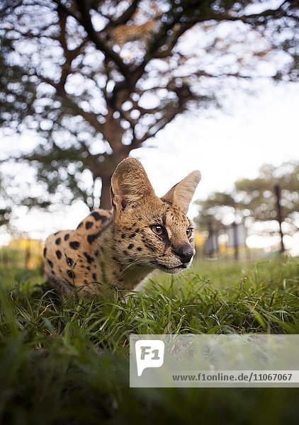 Serval (Leptailurus serval) liegt auf der Lauer  Emdoneni Project  Hluhluwe  Südafrika