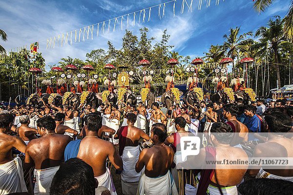 Hinduistisches Tempelfest mit vielen Elefanten  Thrissur  Kerala  Südindien  Indien  Asien