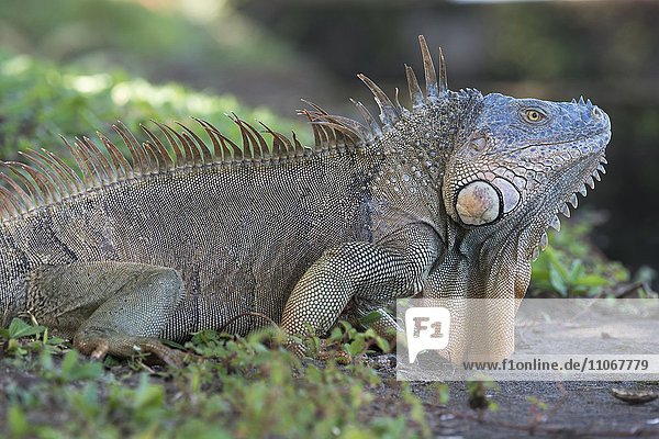 Grüner Leguan (Iguana iguana)  Provinz Limon  Costa Rica  Nordamerika