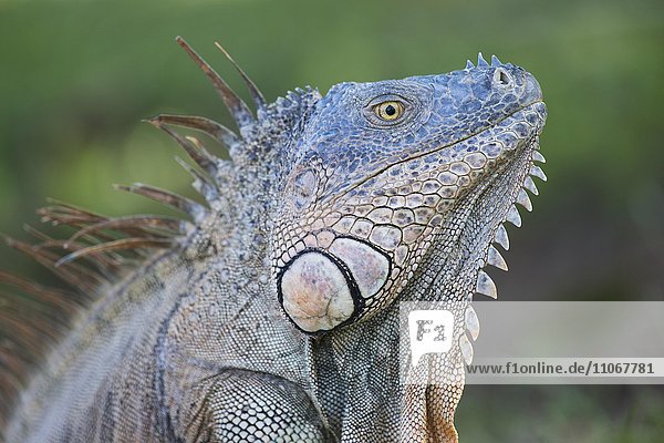 Grüner Leguan (Iguana iguana)  Portrait  Provinz Limon  Costa Rica  Nordamerika