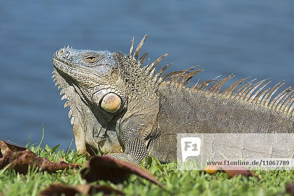 Grüner Leguan (Iguana iguana) am Wasser  Provinz Limon  Costa Rica  Nordamerika