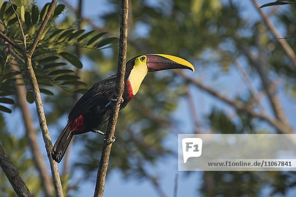 Swainson-Tukan (Ramaphastos swainsonii) sitzt im Baum  Provinz Heredia  Costa Rica  Nordamerika